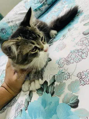 1-3 months Male Mixed Breed Persian