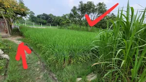 Land & Garden