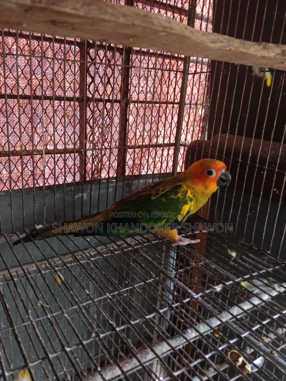 সান কুনুর বেবি+দুই জোড়া রানিং ককাটেল
