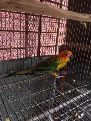 Sun Conure Baby + Two Pairs of Breeding Cockatiels