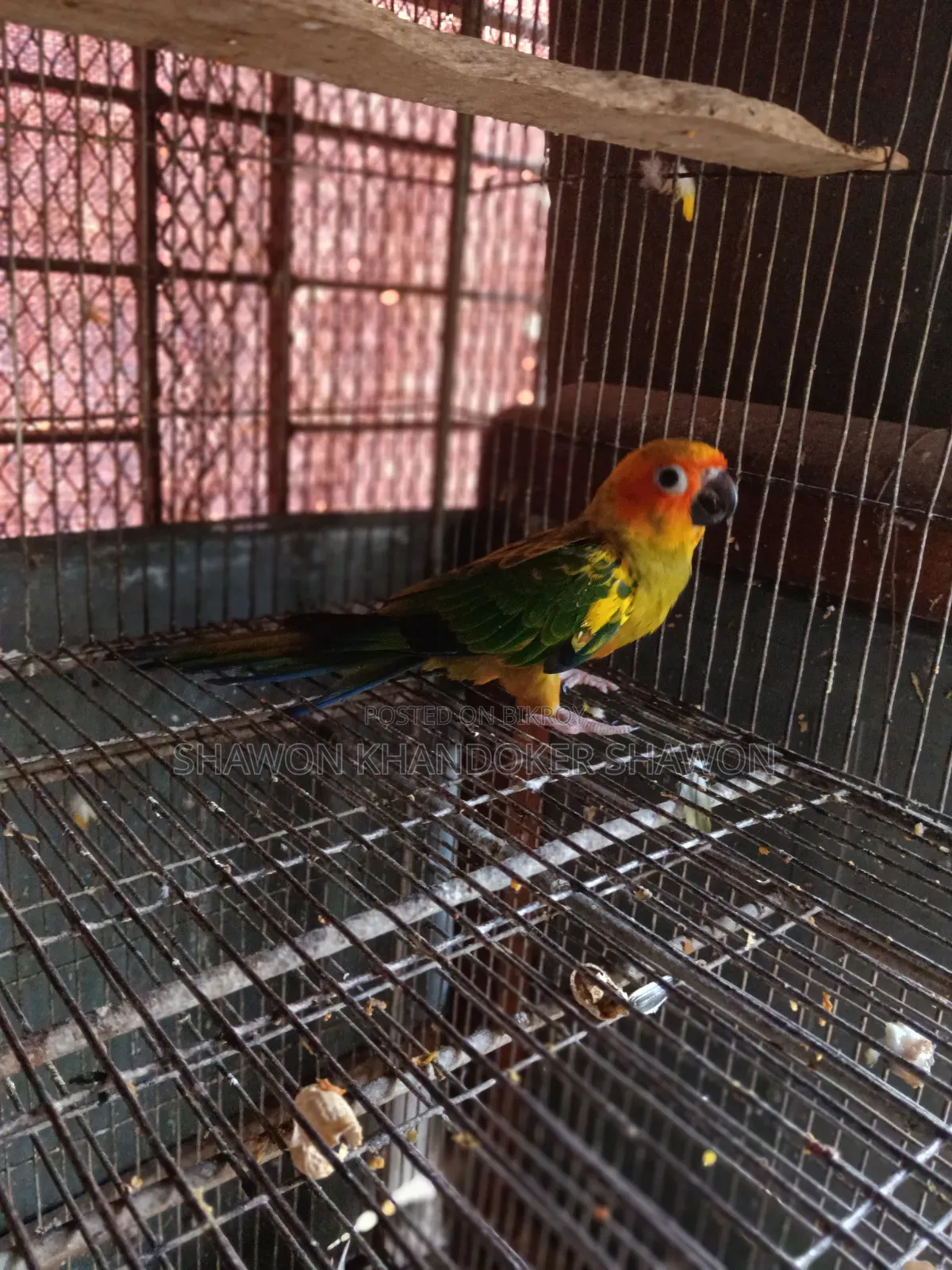 সান কুনুর বেবি+দুই জোড়া রানিং ককাটেল