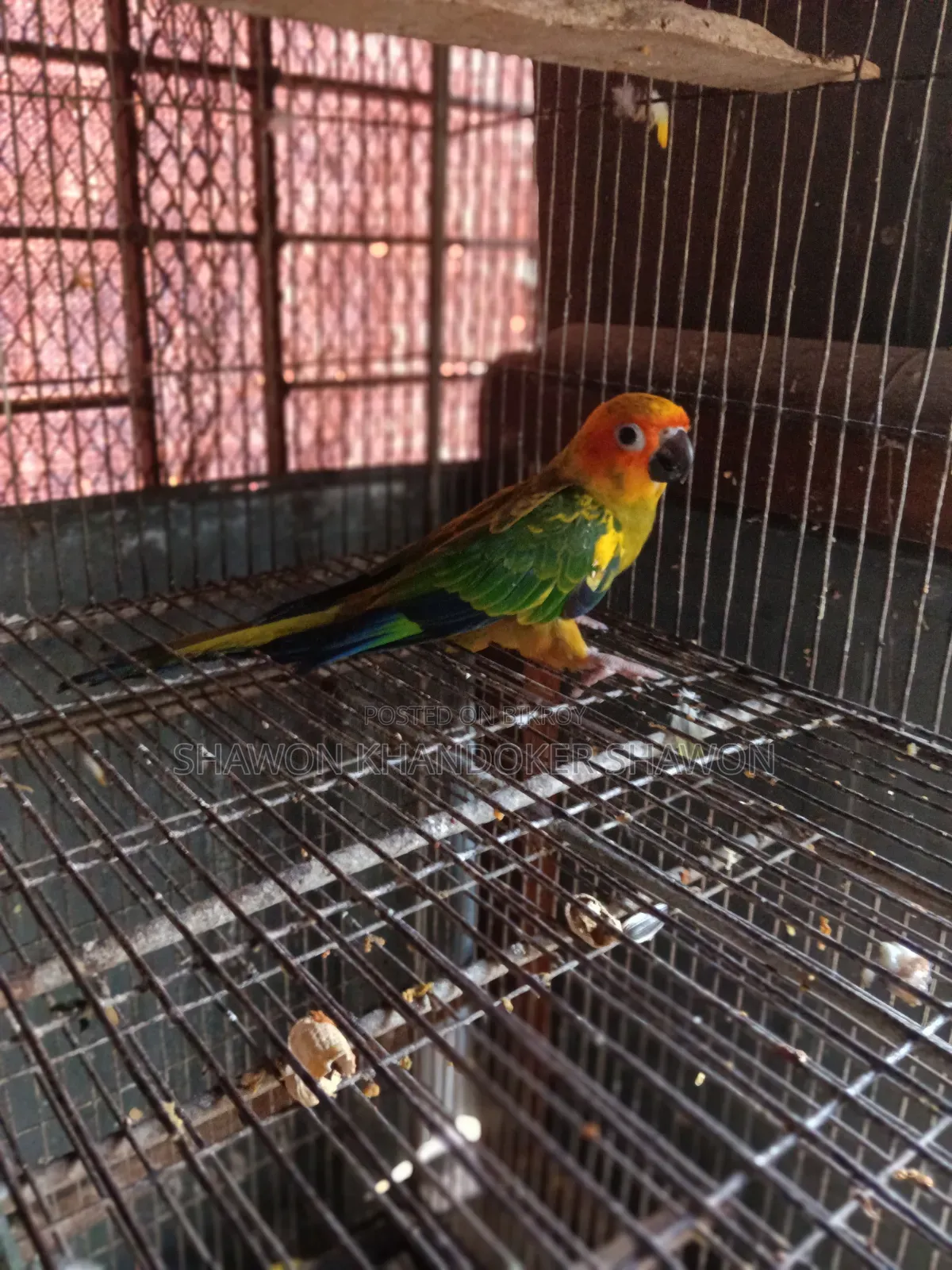 সান কুনুর বেবি+দুই জোড়া রানিং ককাটেল