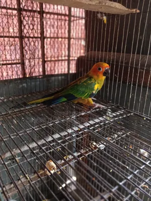 সান কুনুর বেবি+দুই জোড়া রানিং ককাটেল