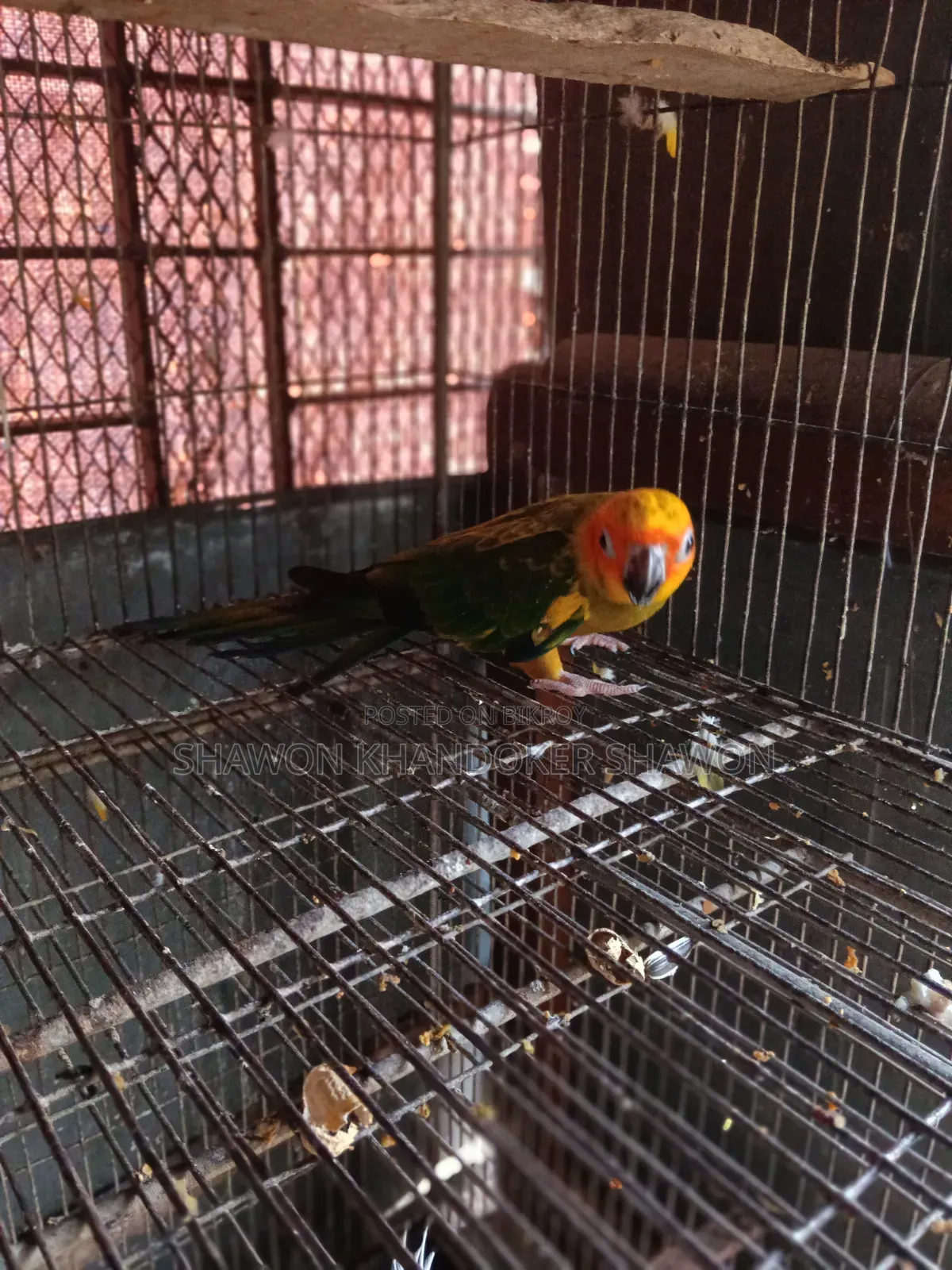সান কুনুর বেবি+দুই জোড়া রানিং ককাটেল