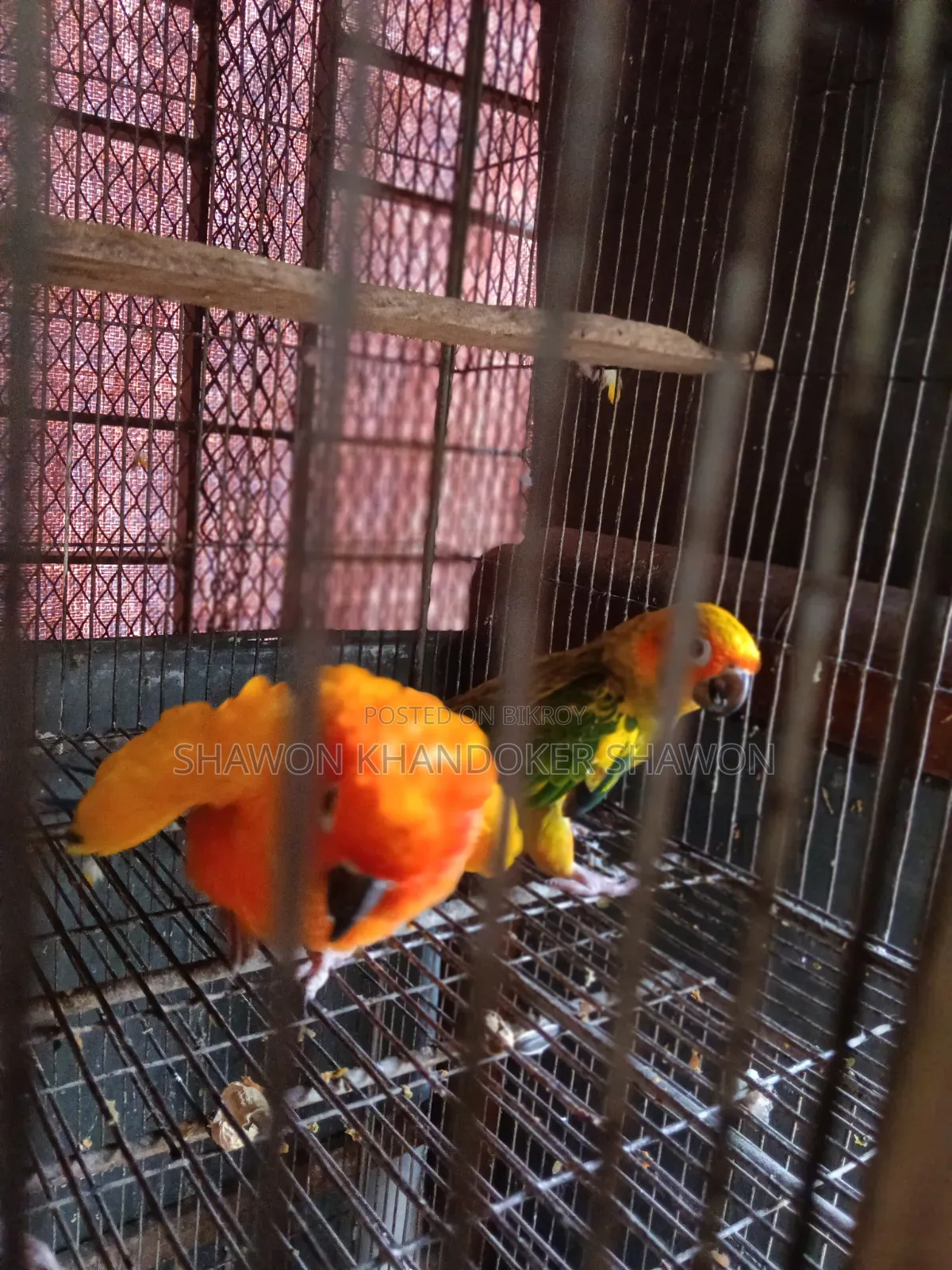 সান কুনুর বেবি+দুই জোড়া রানিং ককাটেল