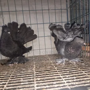 2 Pcs Lakha Female Pigeons