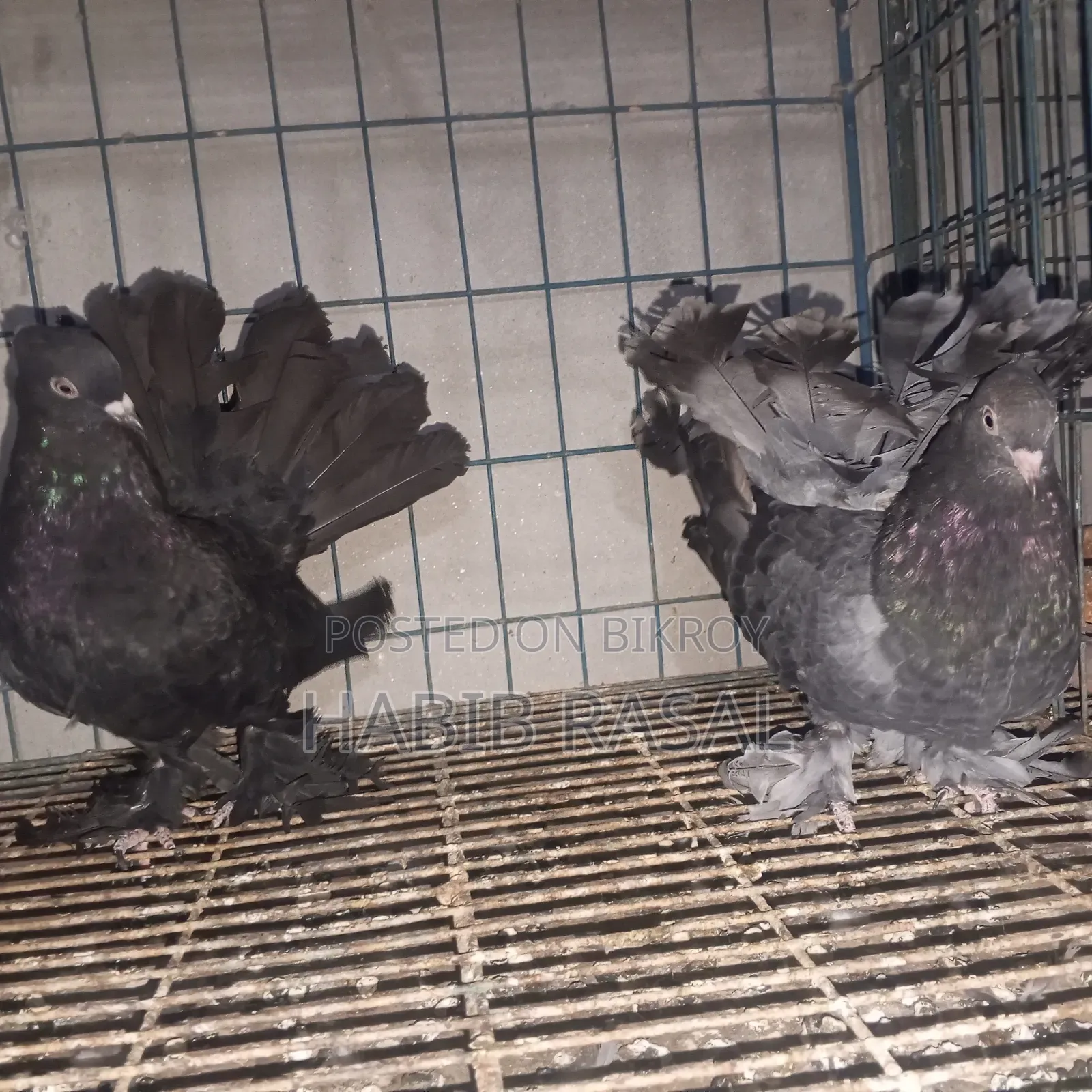 2 Pcs Lakha Female Pigeons