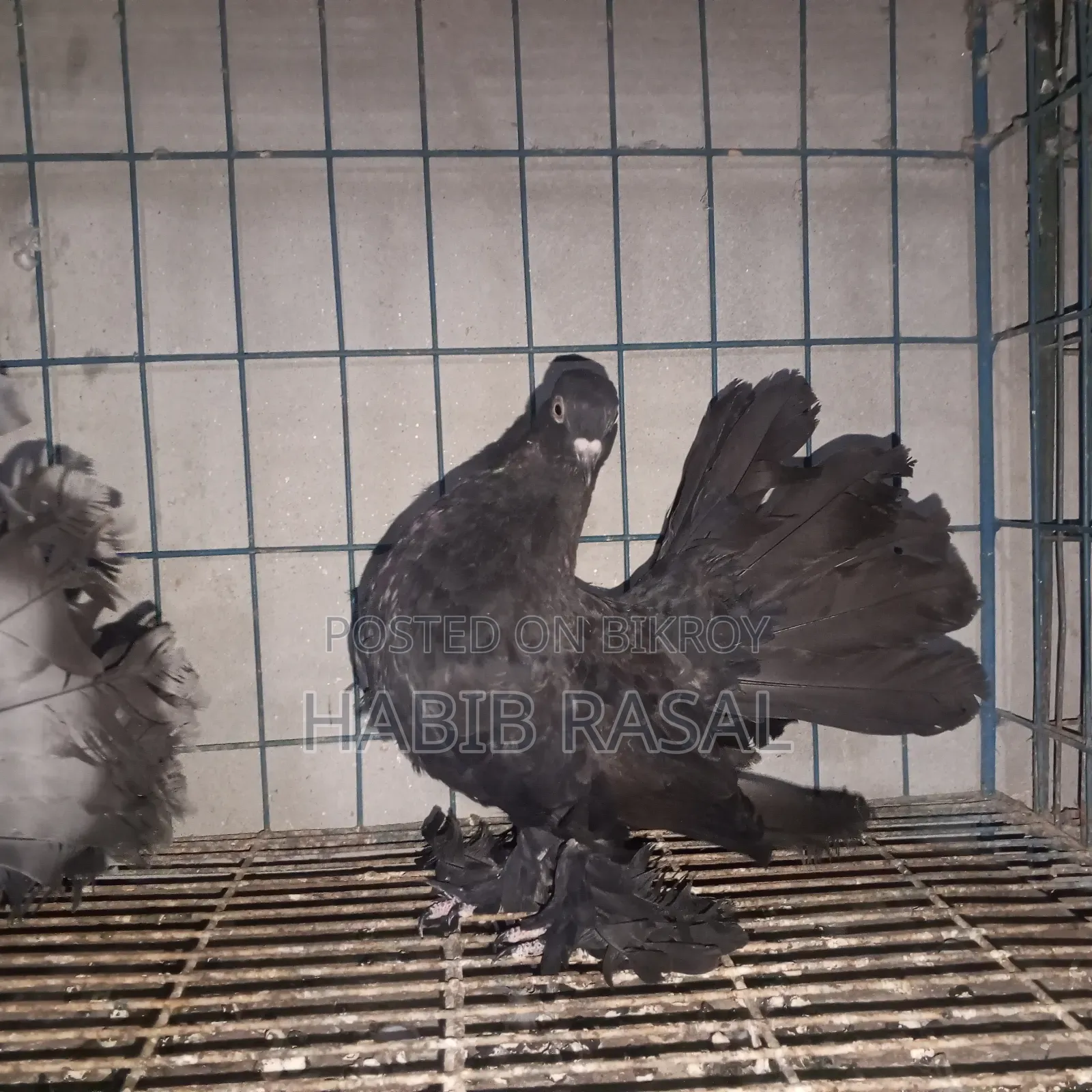 2 Pcs Lakha Female Pigeons
