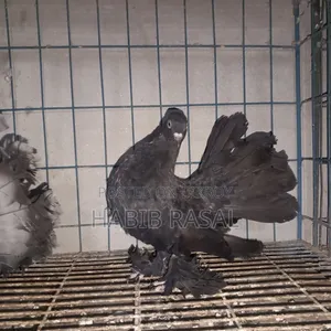 2 Pcs Lakha Female Pigeons