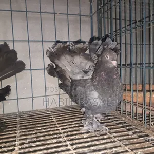 2 Pcs Lakha Female Pigeons