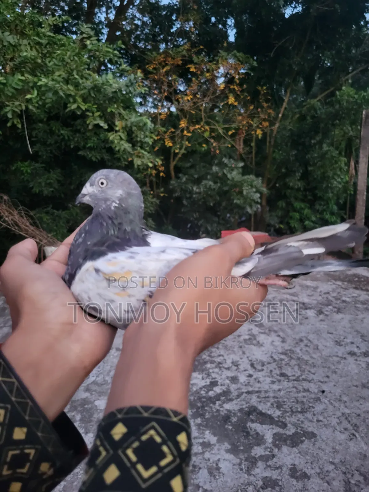 Some pigeons will be sold