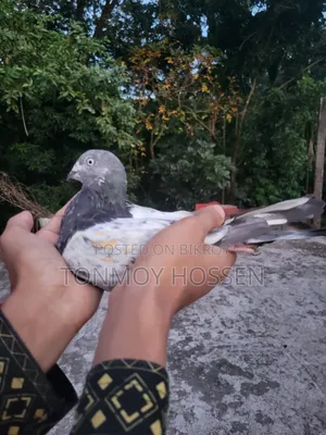 Some pigeons will be sold