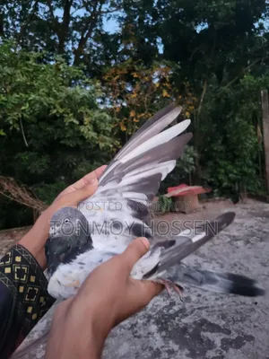 Some pigeons will be sold