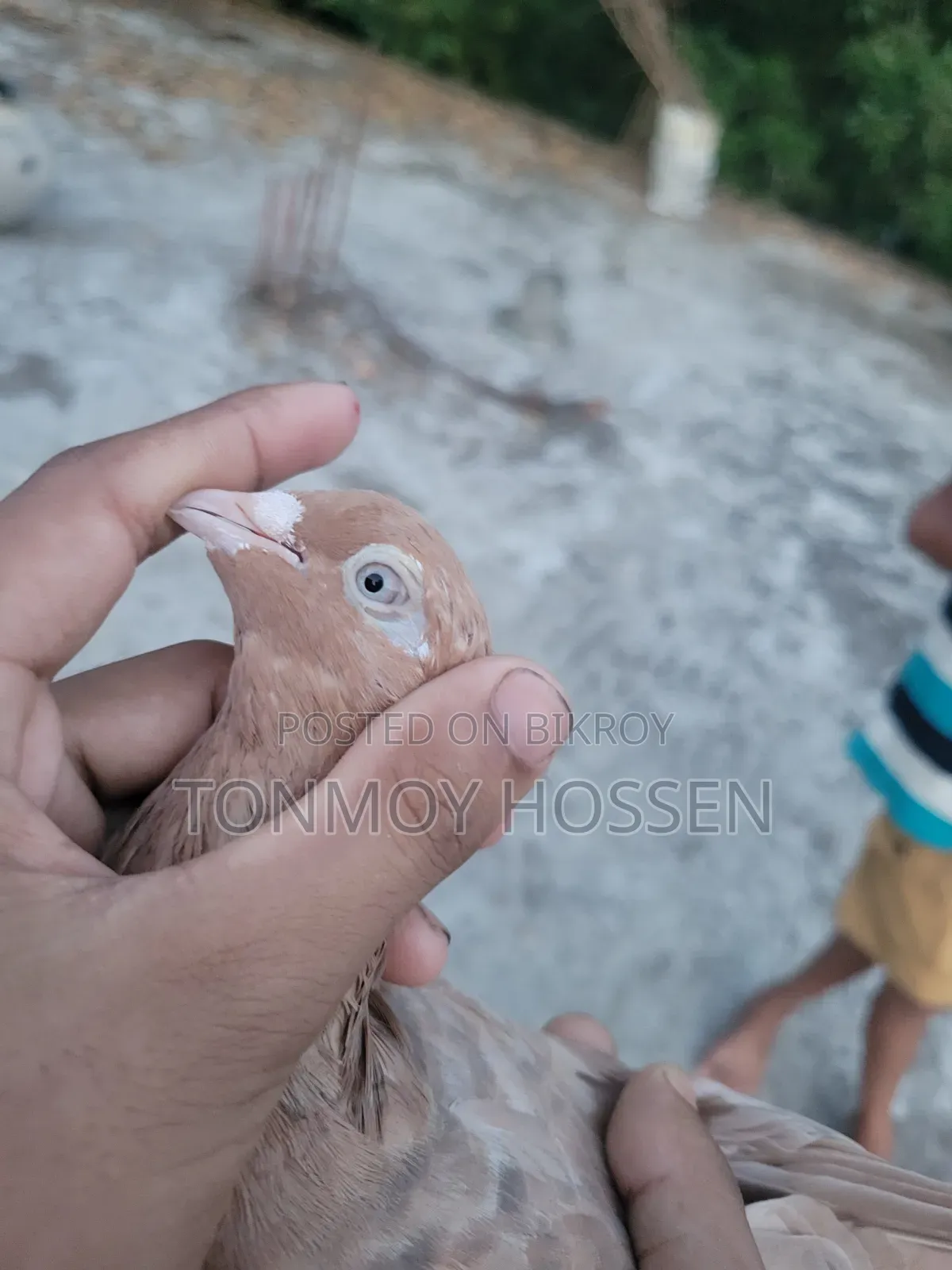 Some pigeons will be sold