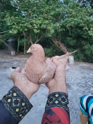 Some pigeons will be sold