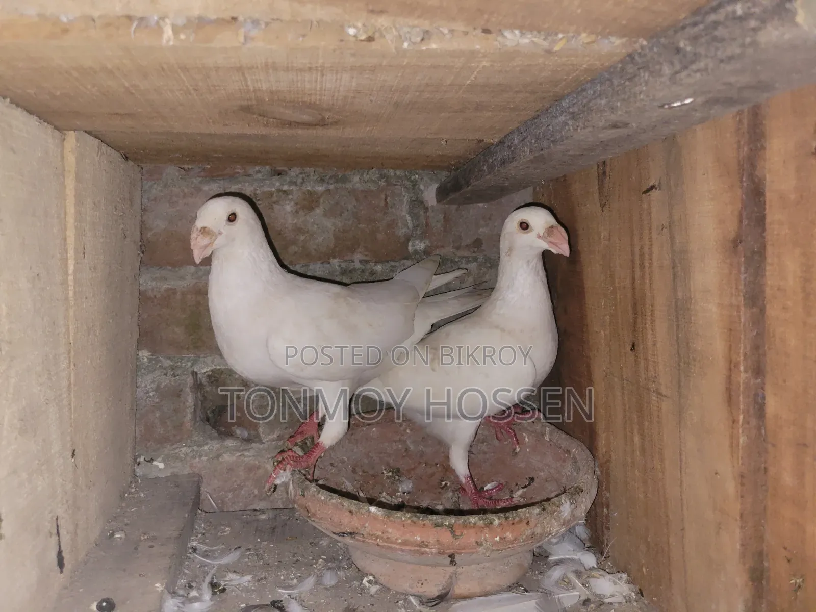 Some pigeons will be sold