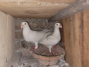 Some pigeons will be sold