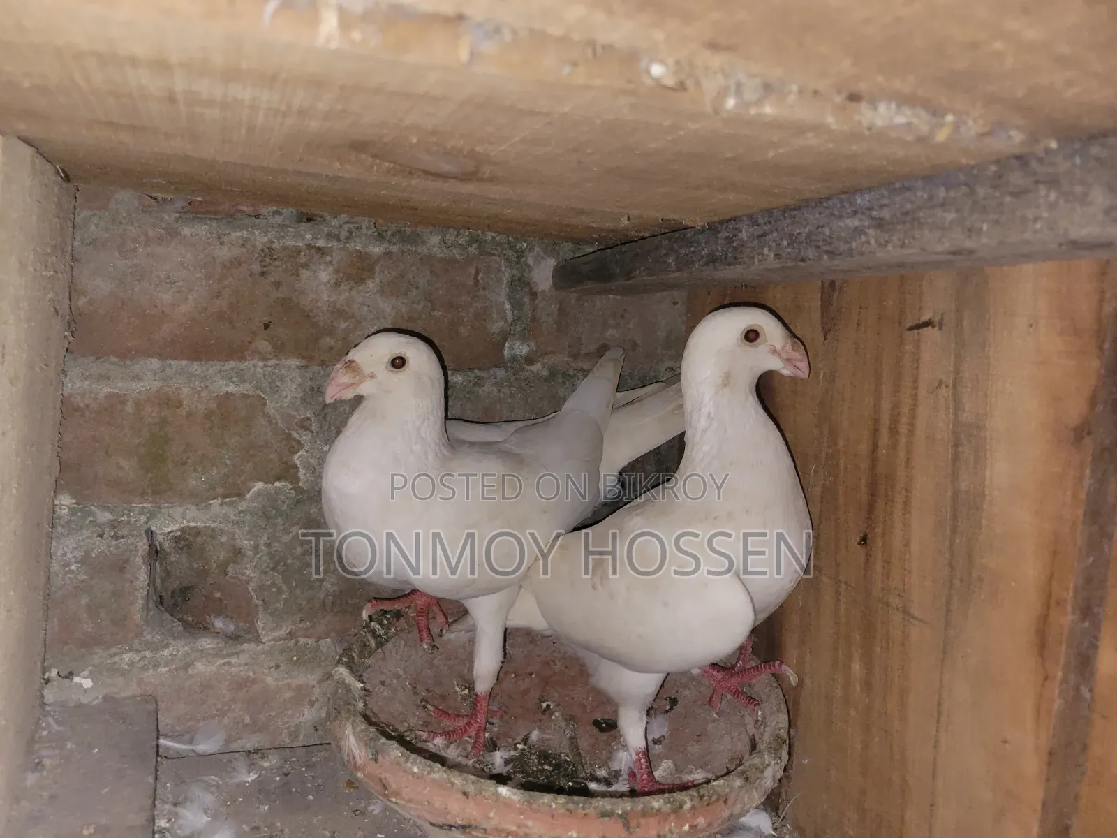 Some pigeons will be sold