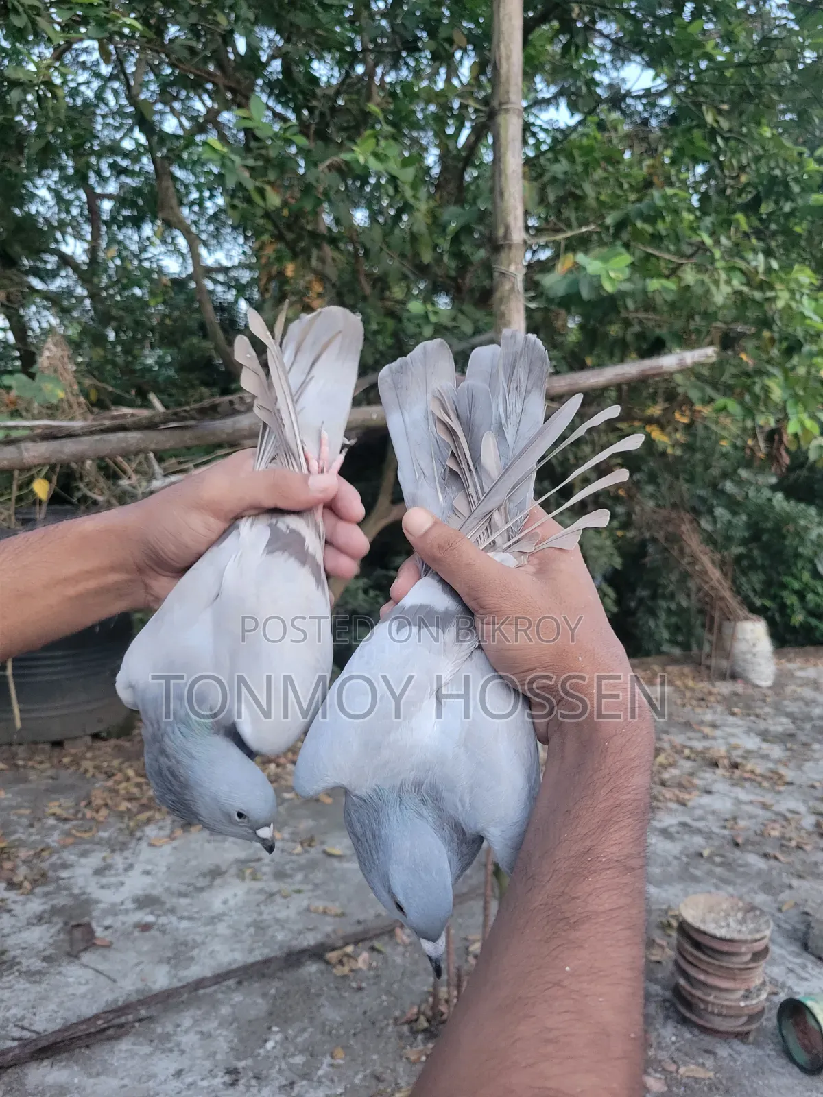 Some pigeons will be sold