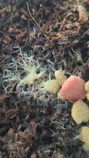 Grindal Worm