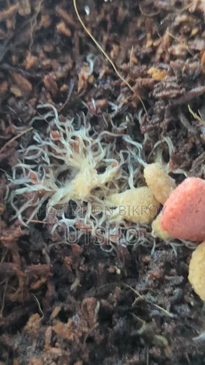 Grindal Worm