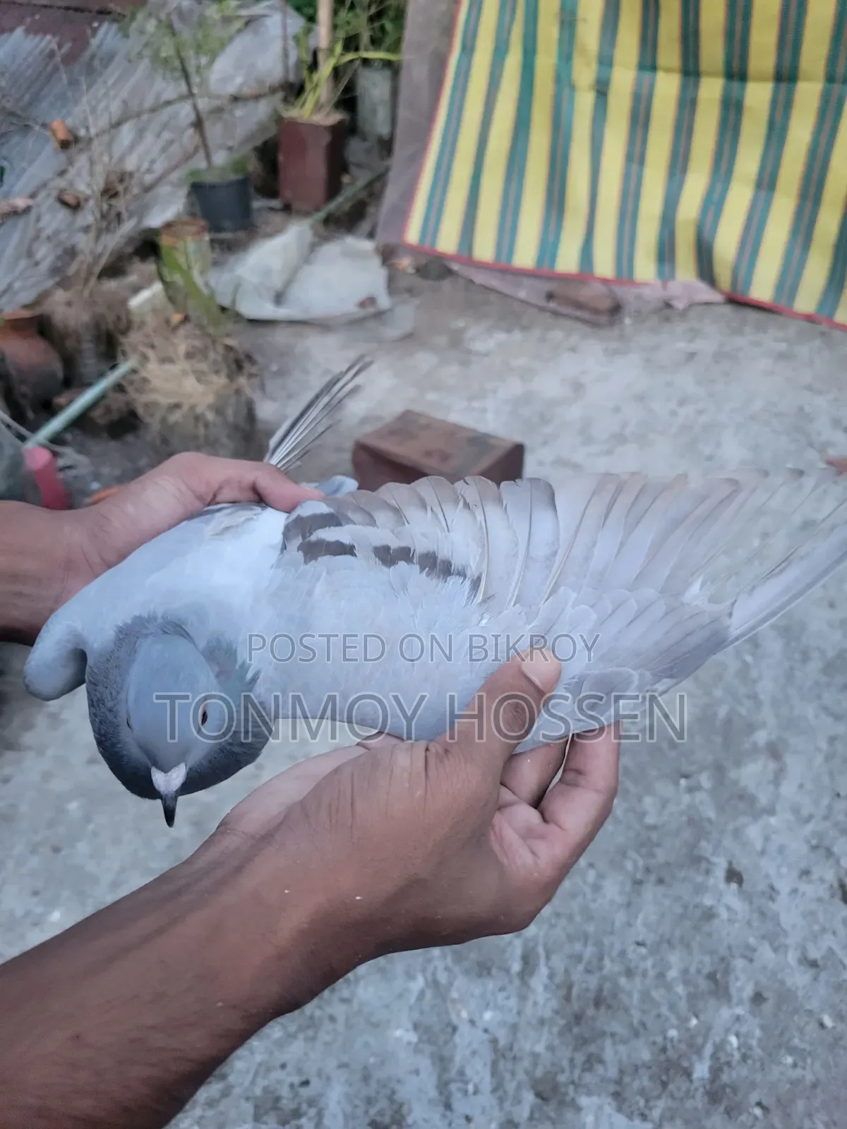 Some pigeons will be sold