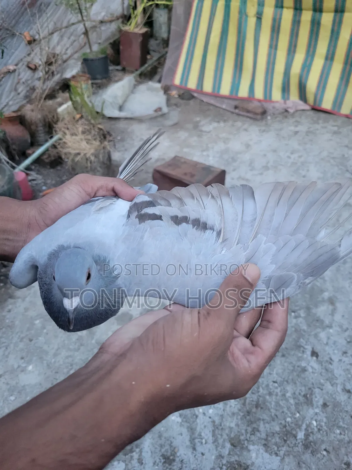 Some pigeons will be sold