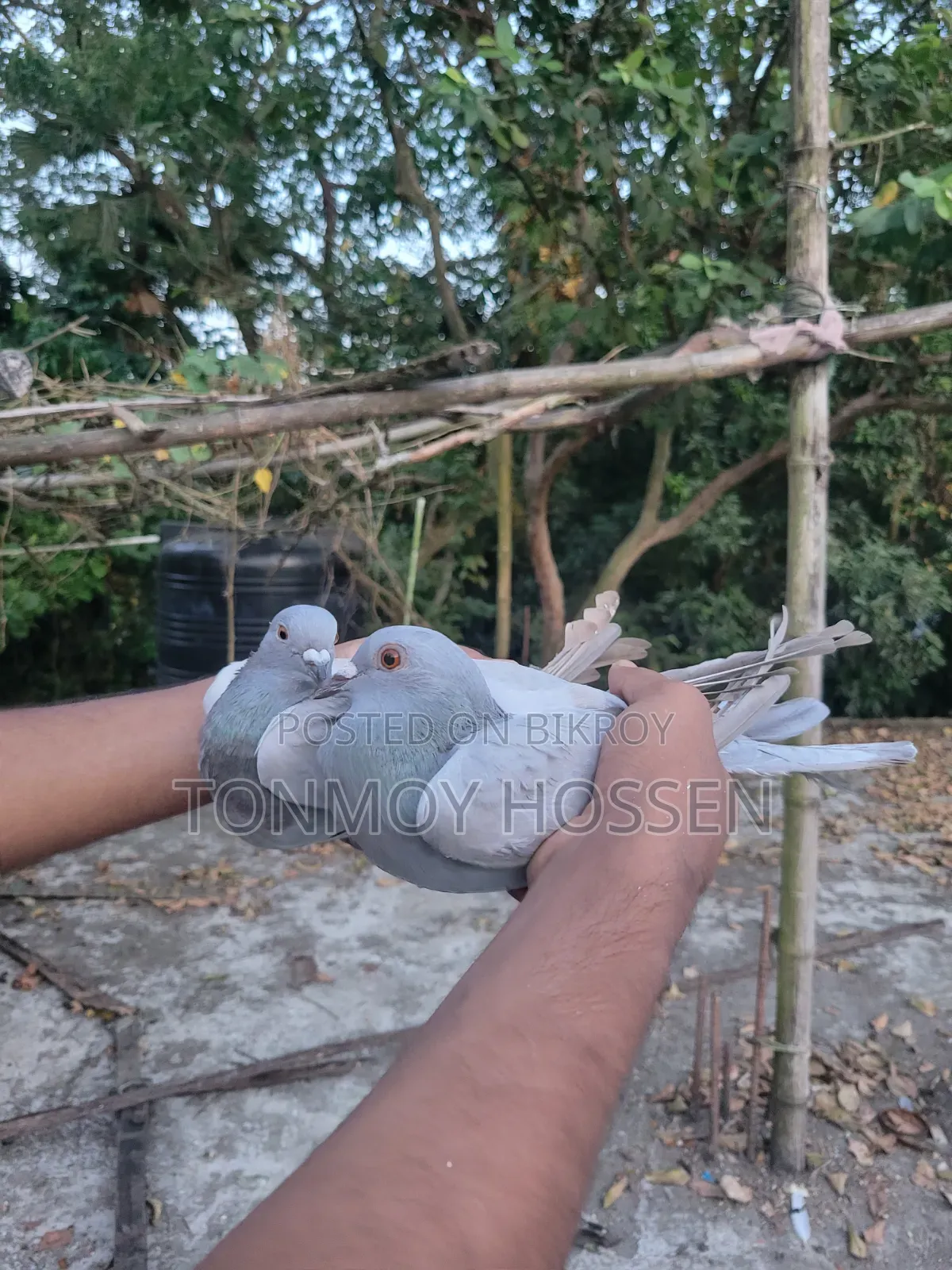 Some pigeons will be sold