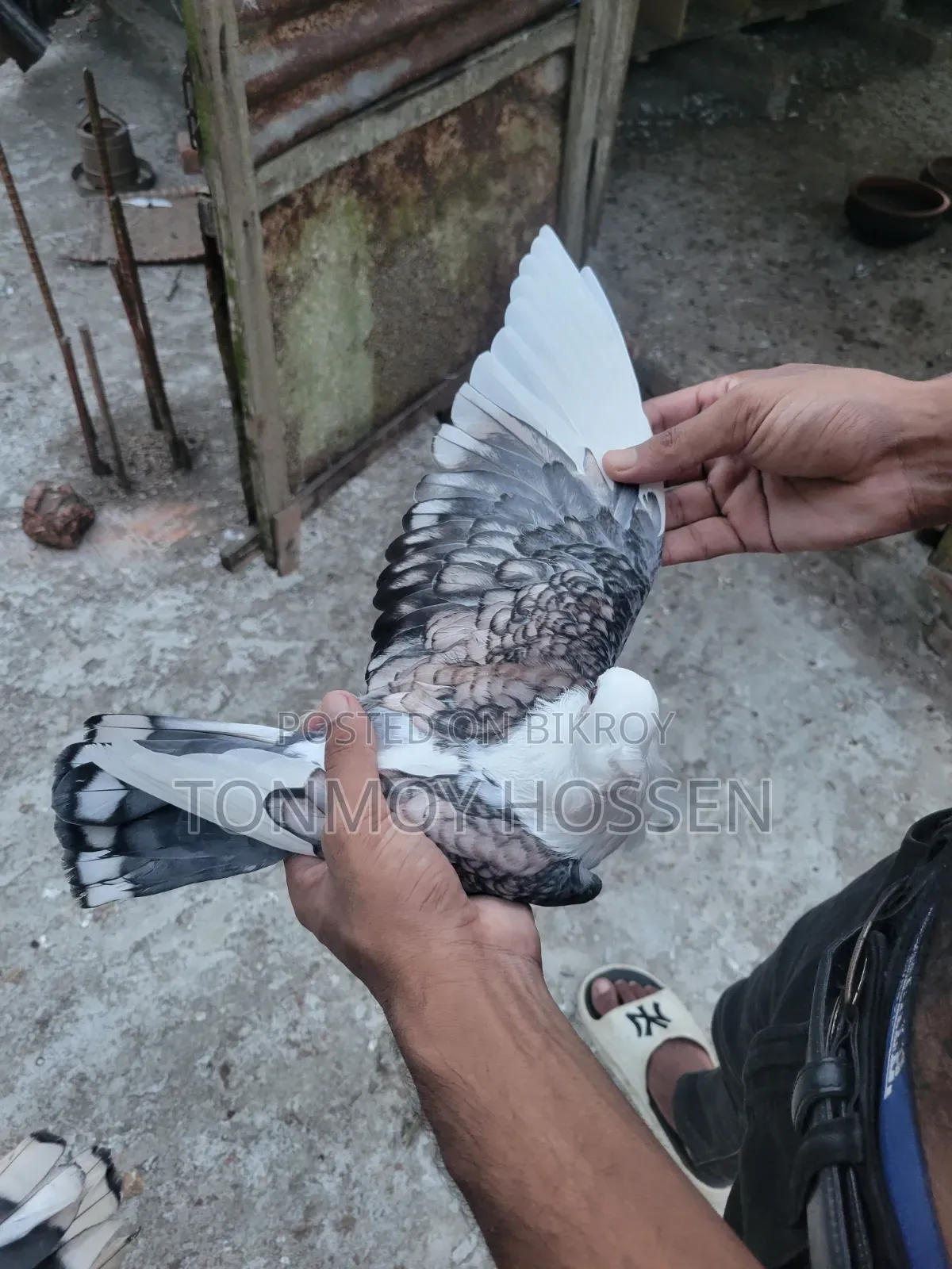 Some pigeons will be sold