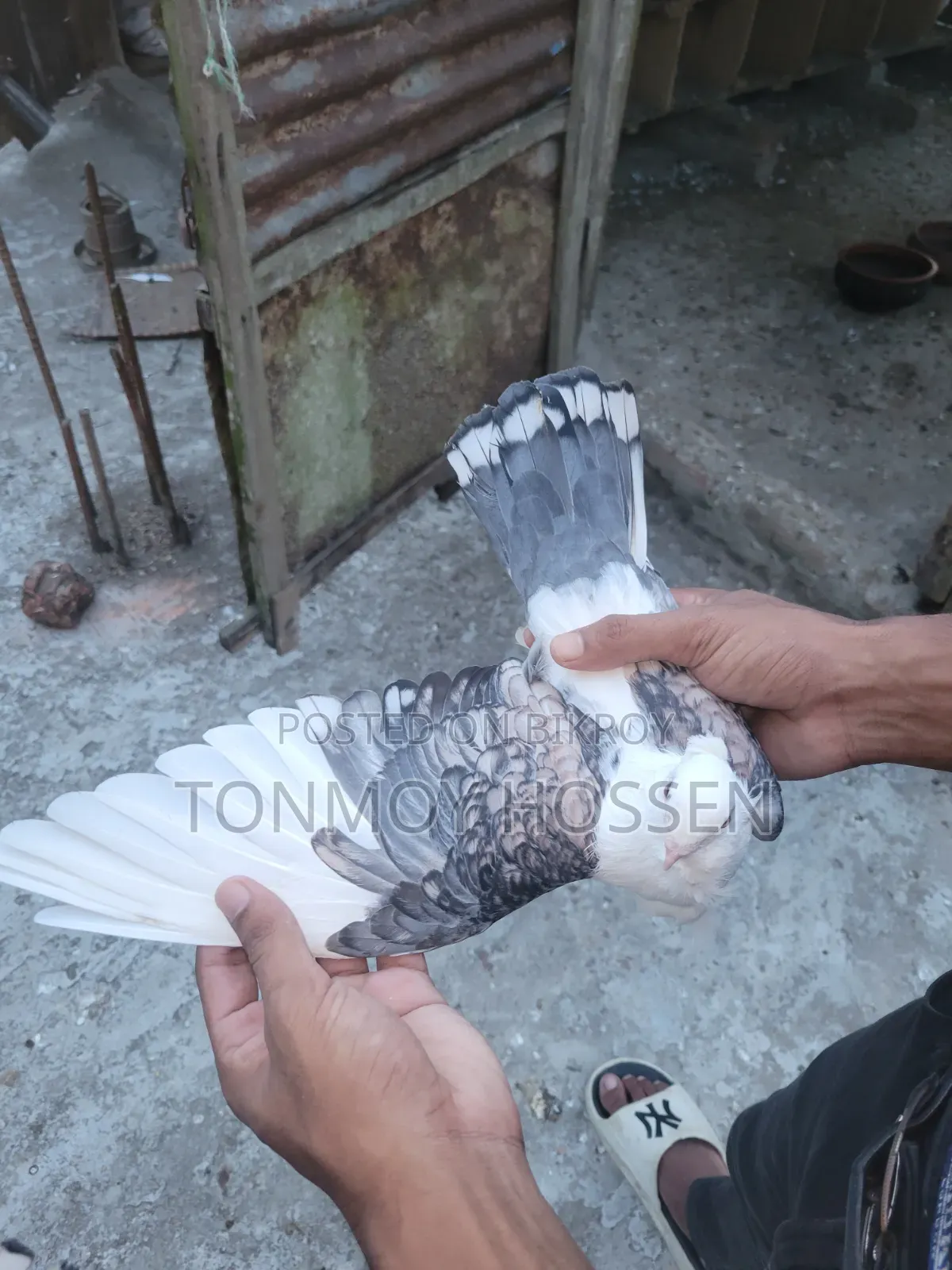Some pigeons will be sold
