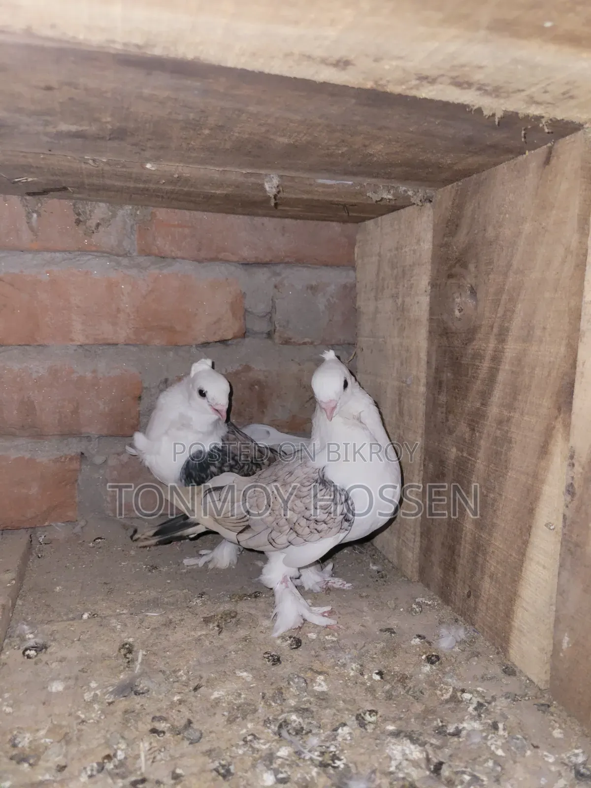 Some pigeons will be sold