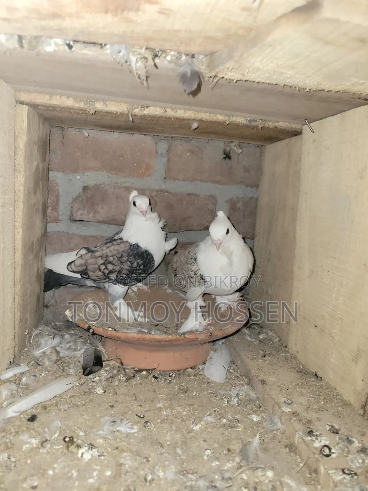 Some pigeons will be sold
