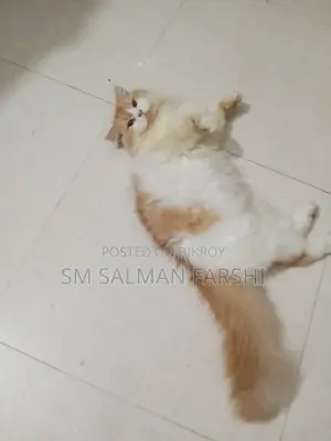 1+ year Male Purebred Persian