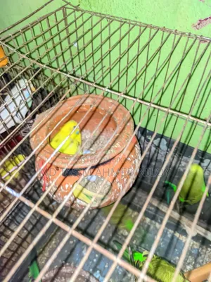 কিনে জিতবেন