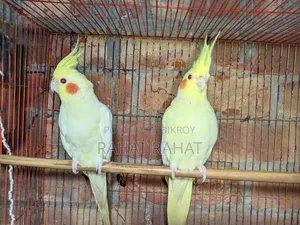 Lutino Cockatiel for Sale
