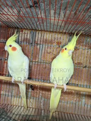 Lutino Cockatiel for Sale