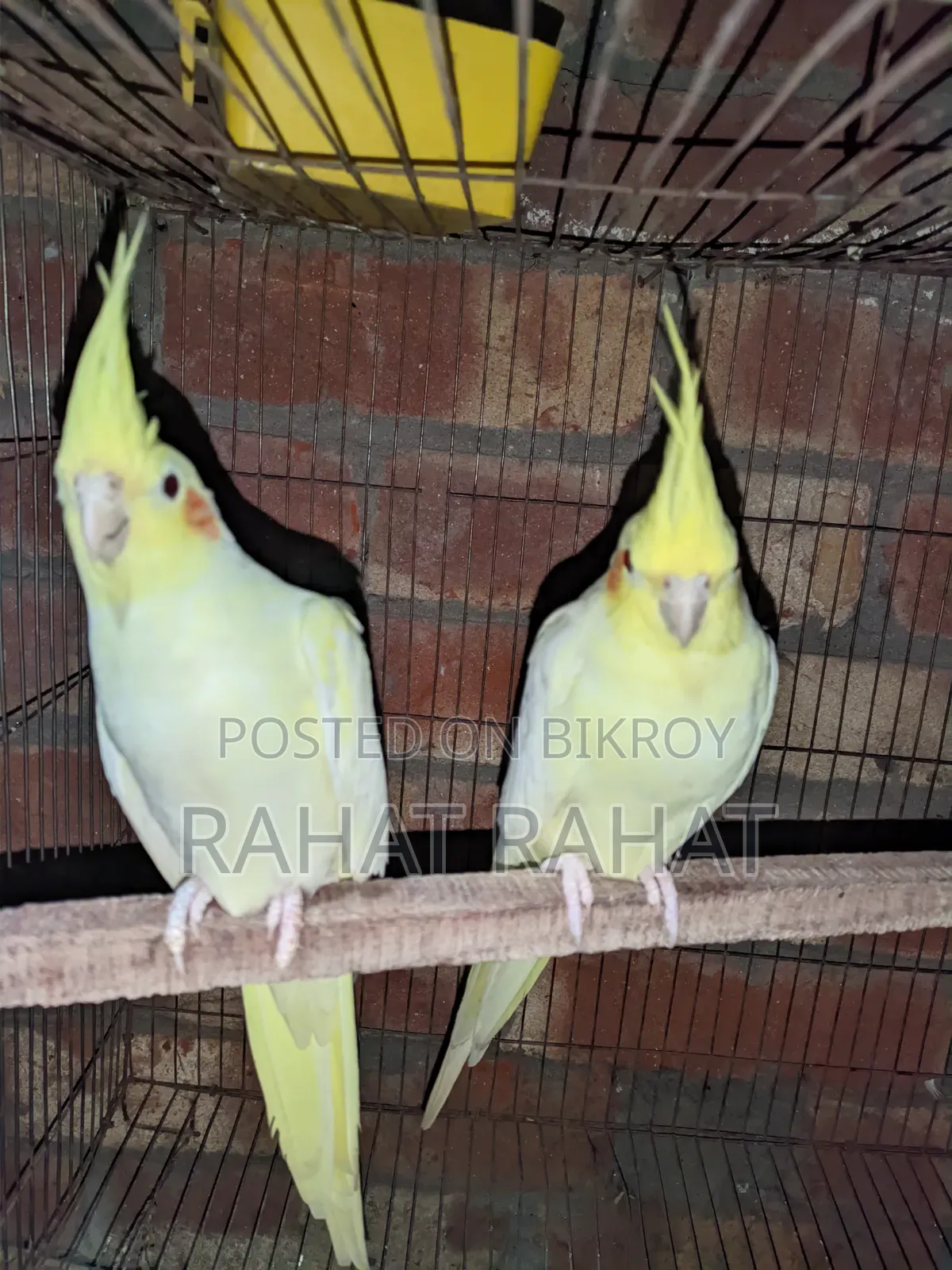 Lutino Cockatiel for Sale