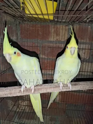 Lutino Cockatiel for Sale