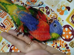 Rainbow Lorikeet