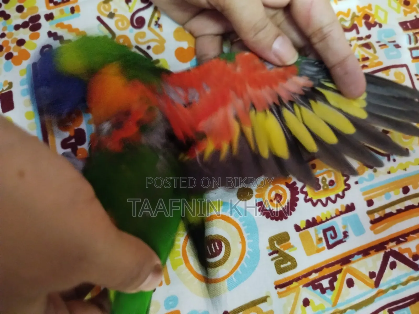 Rainbow Lorikeet