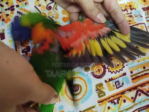 Rainbow Lorikeet