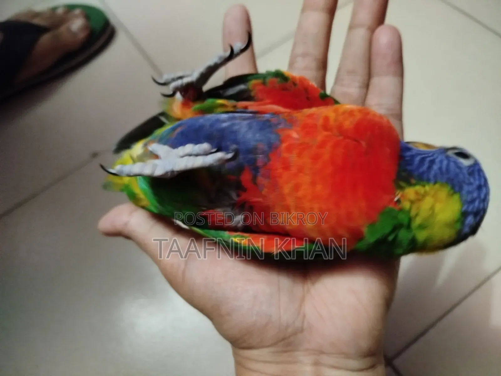 Rainbow Lorikeet