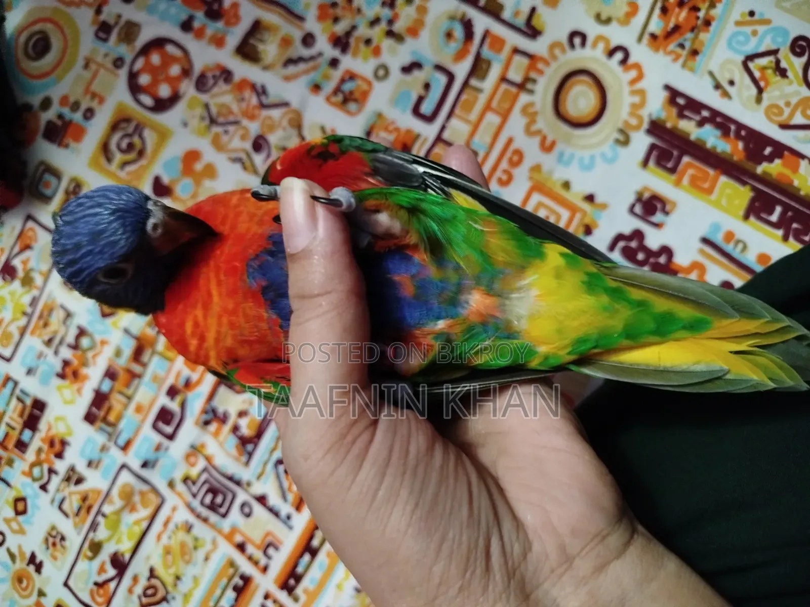 Rainbow Lorikeet