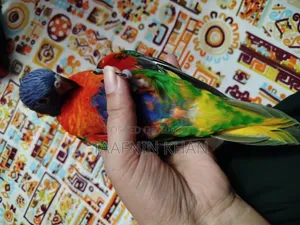Rainbow Lorikeet