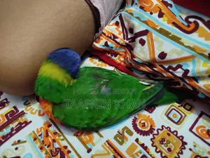Rainbow Lorikeet