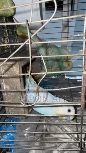 3 Budgies for Sale