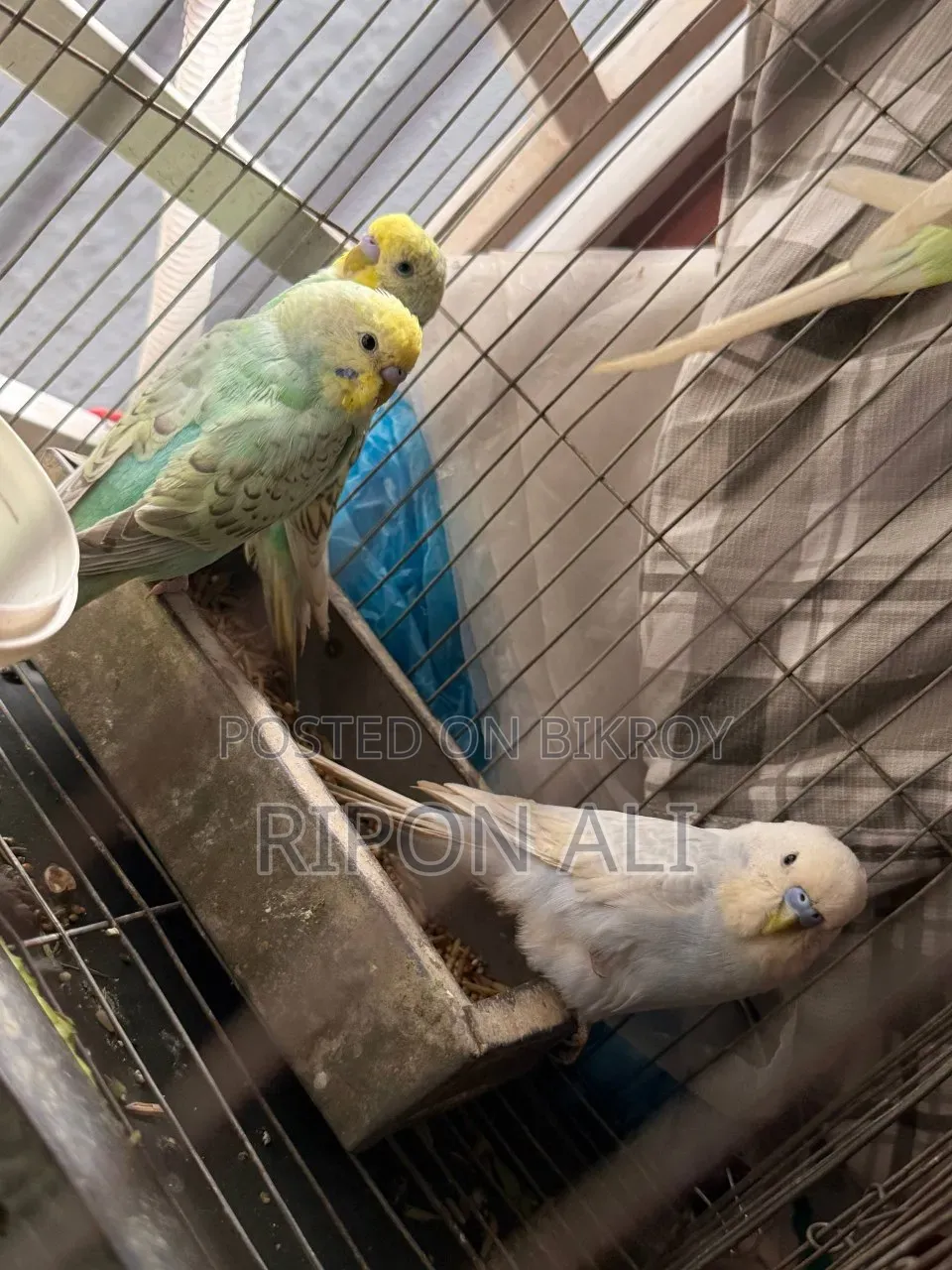 3 Budgies for Sale