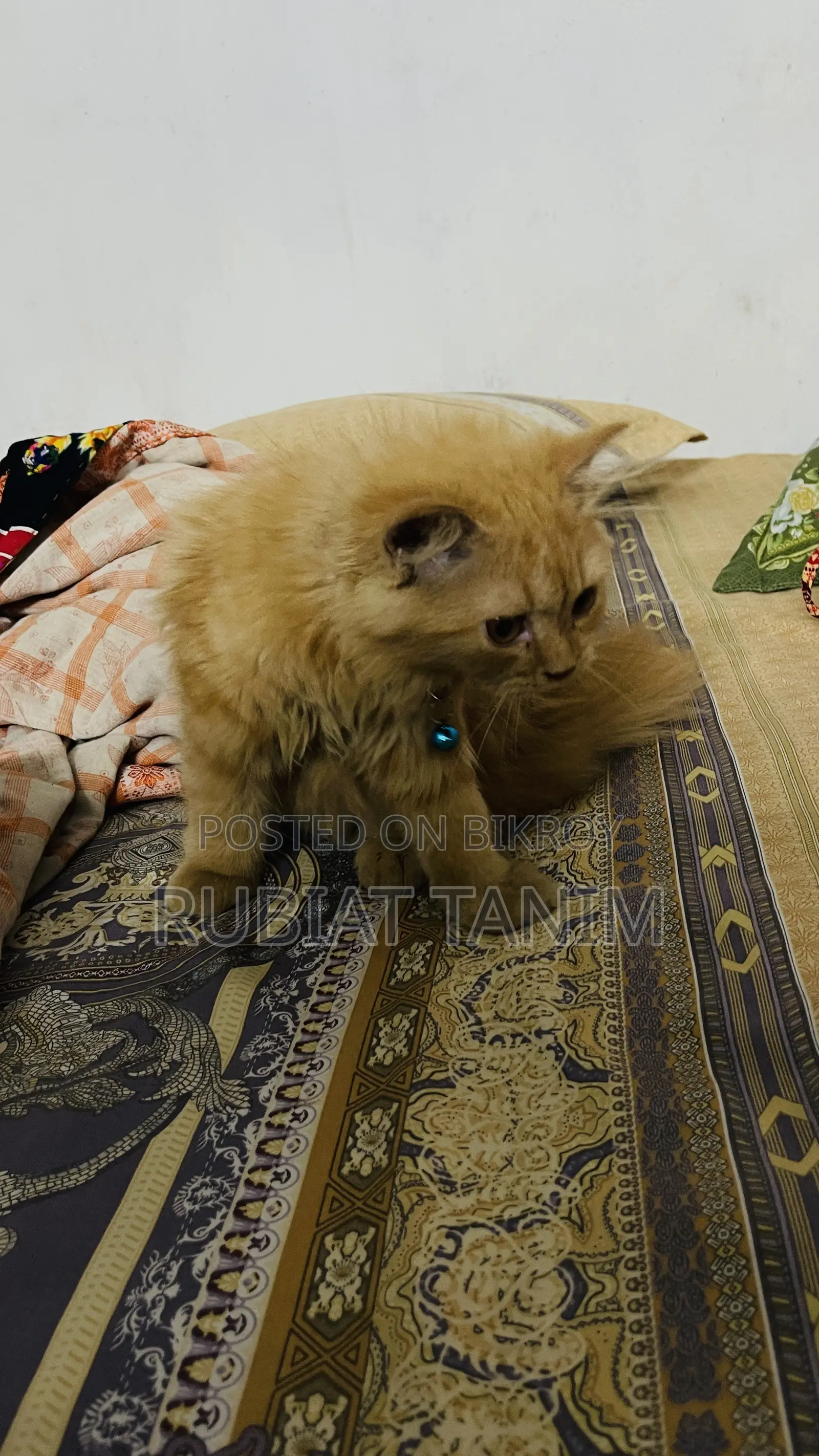 1-3 months Female Purebred Persian