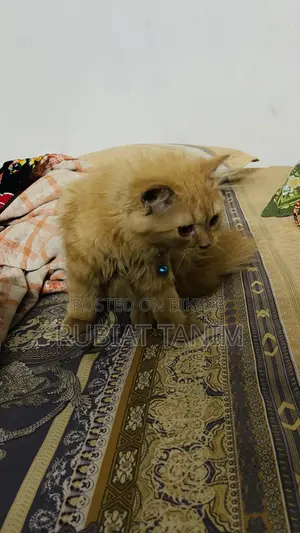 1-3 months Female Purebred Persian