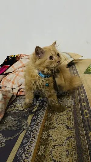 1-3 months Female Purebred Persian